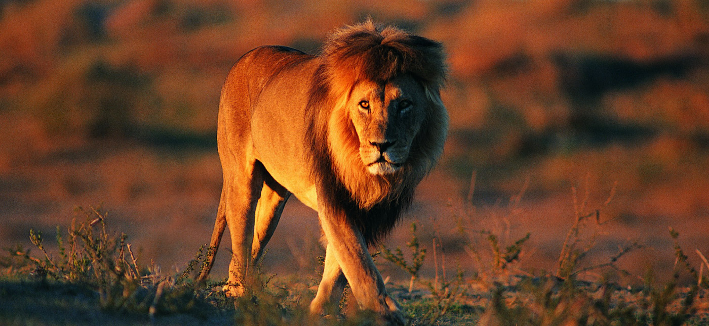 Kill or be Killed: Rules of the Brand Jungle